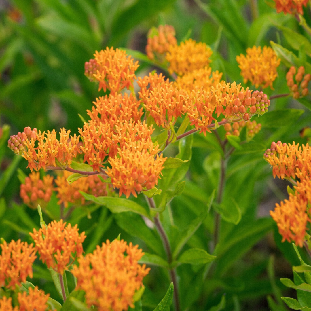 Asclepias tuberosa