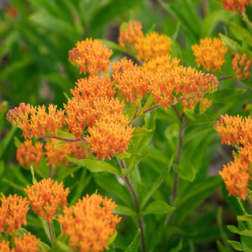 Asclepias tuberosa