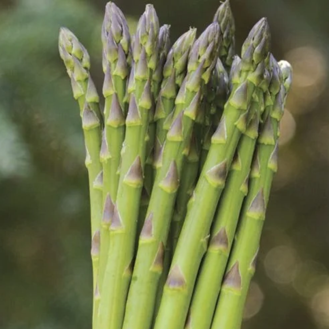 Asparagus officinalis 'Guelph Millennium'