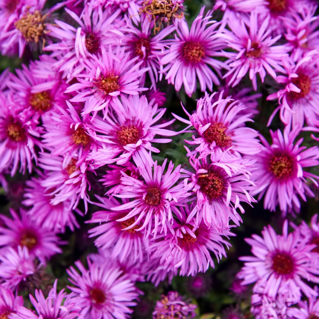 Aster 'Pink Crush'