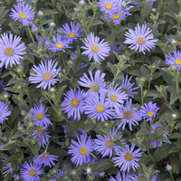 Aster 'Wood's Light Blue'