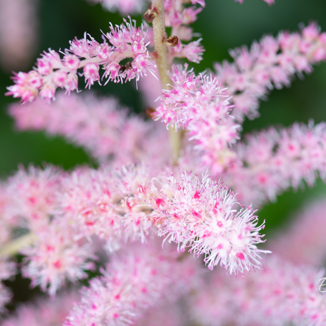 Astilbe chinensis 'Glitter and Glamour'