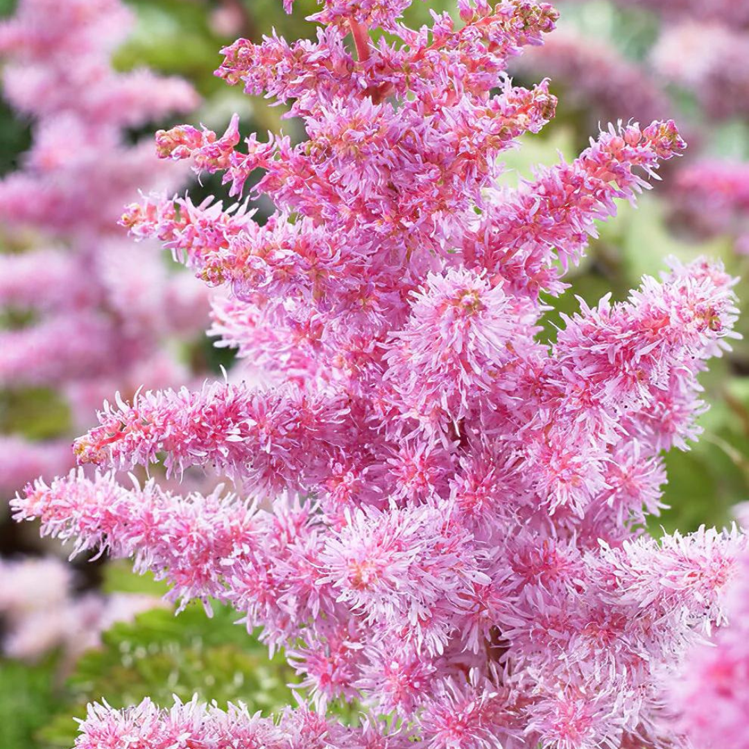 Astilbe chinensis 'Heart and Soul'