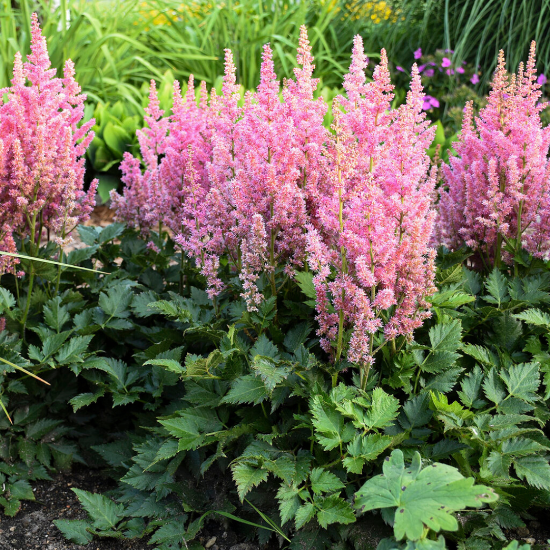 Astilbe chinensis 'Little Visions in Pink'