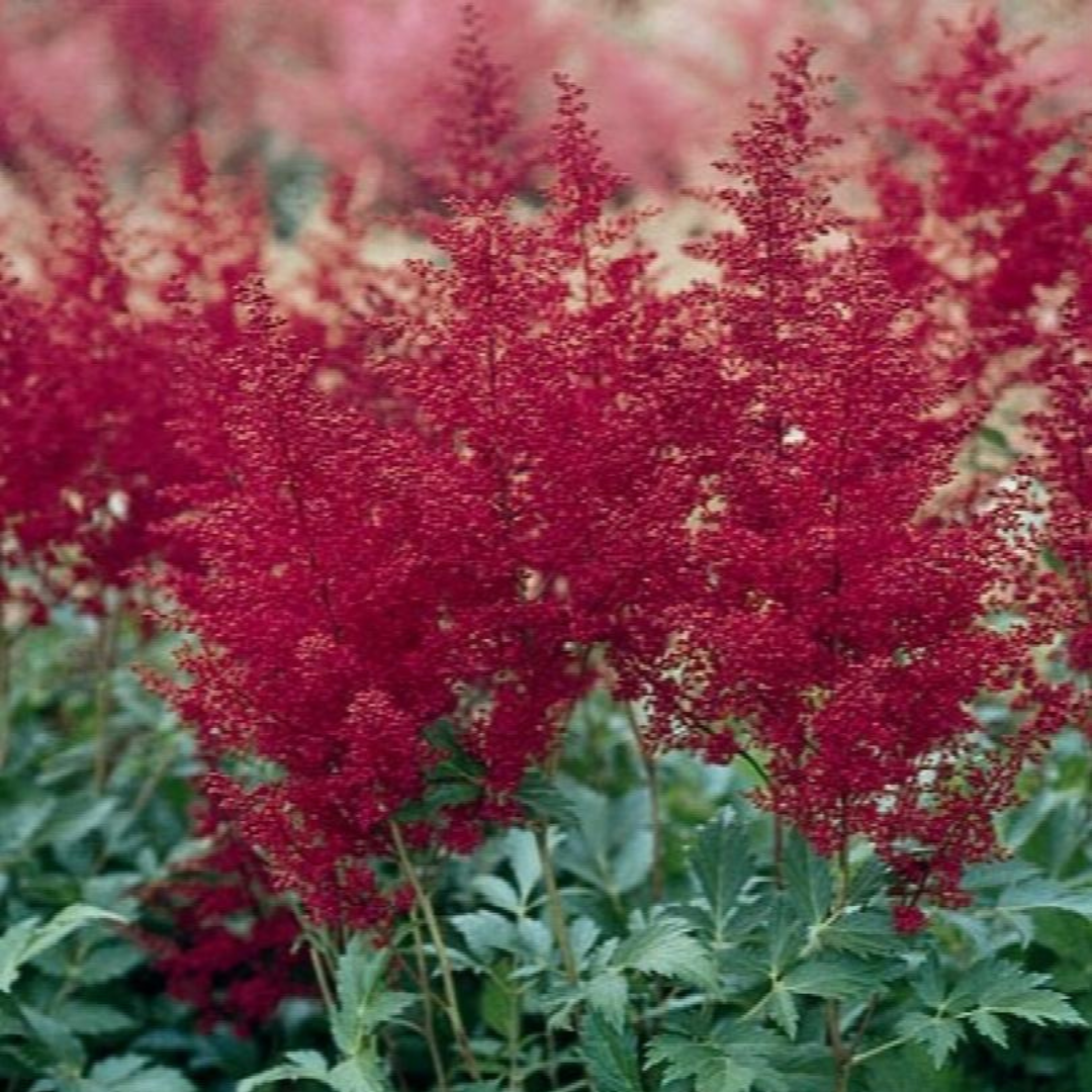 Astilbe japonica 'Montgomery'