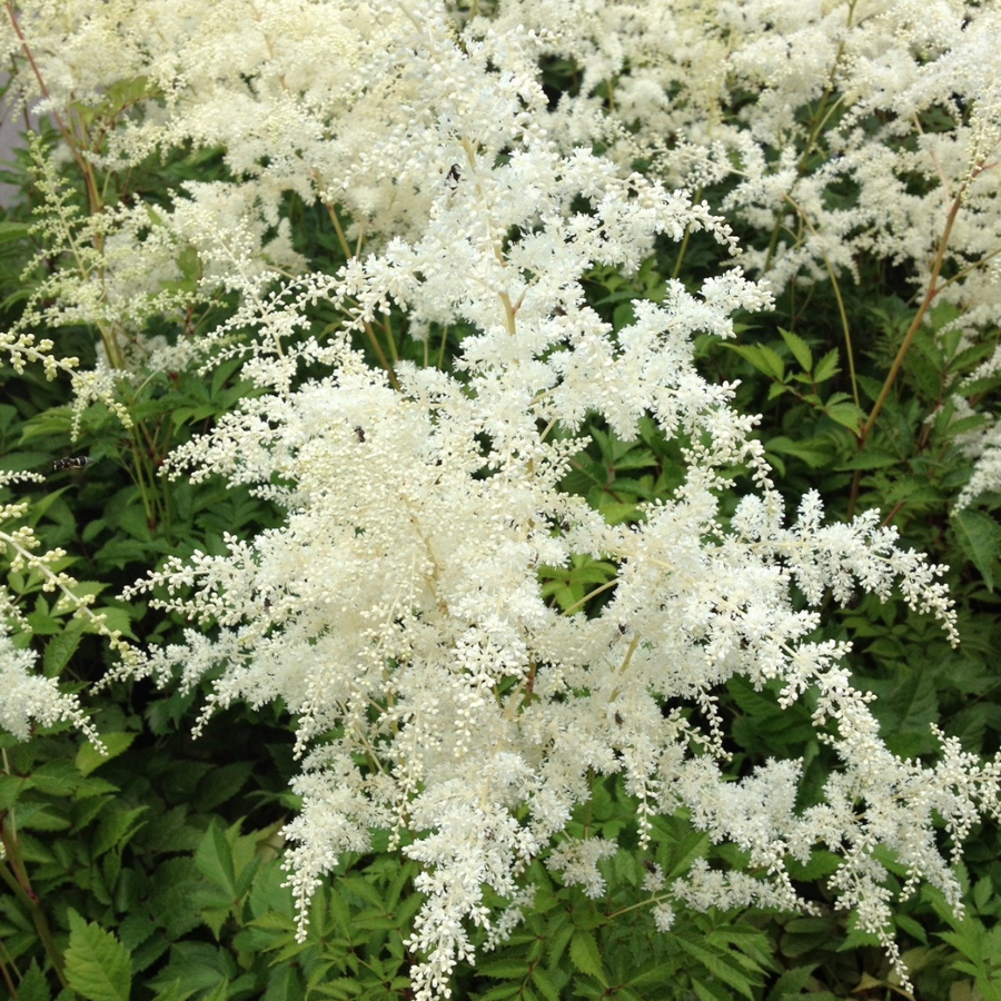 Buy Astilbe 'Bridal Veil' Unrivaled Perennials Black Sheep Perennials