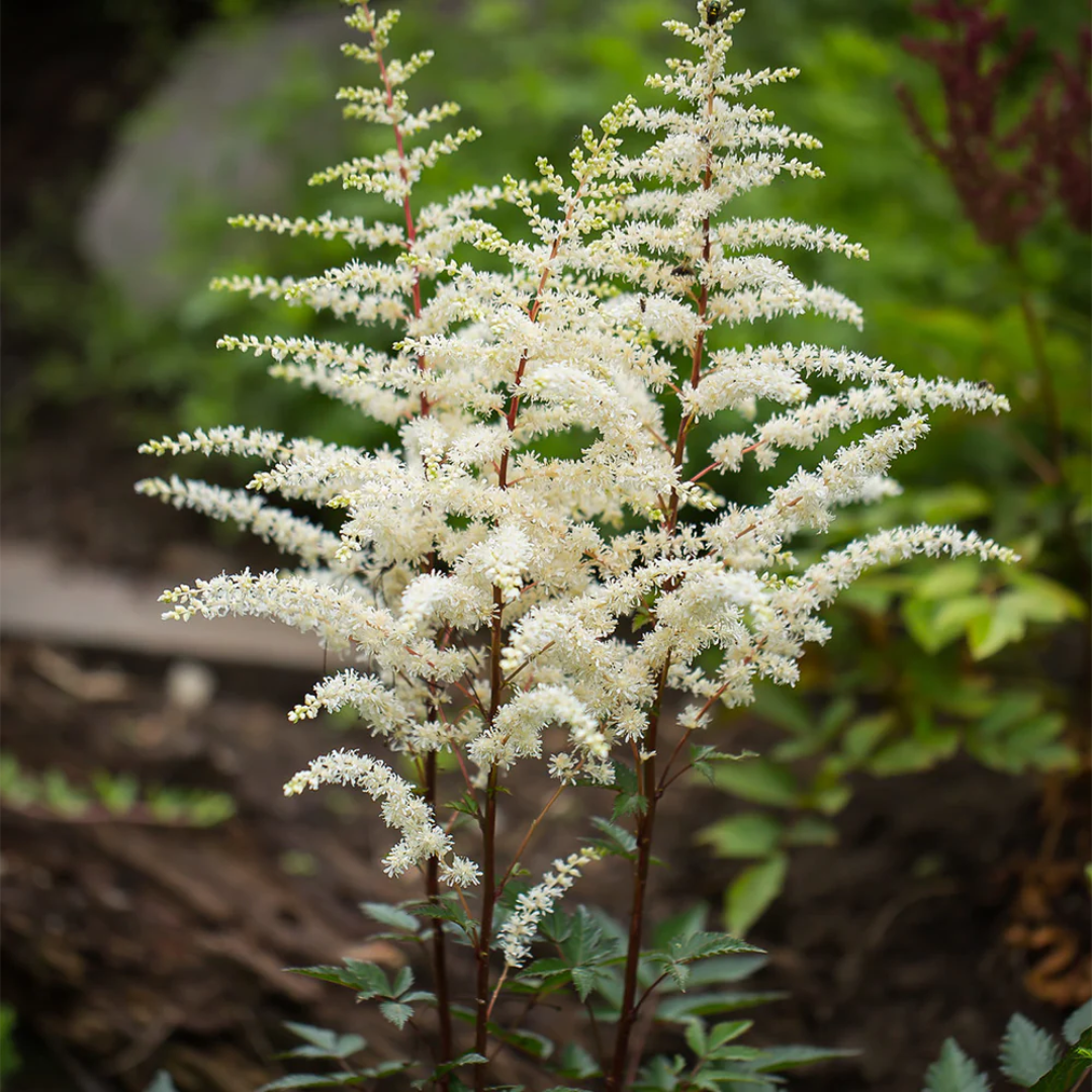 Astilbe x arendsii 'Cappuccino'