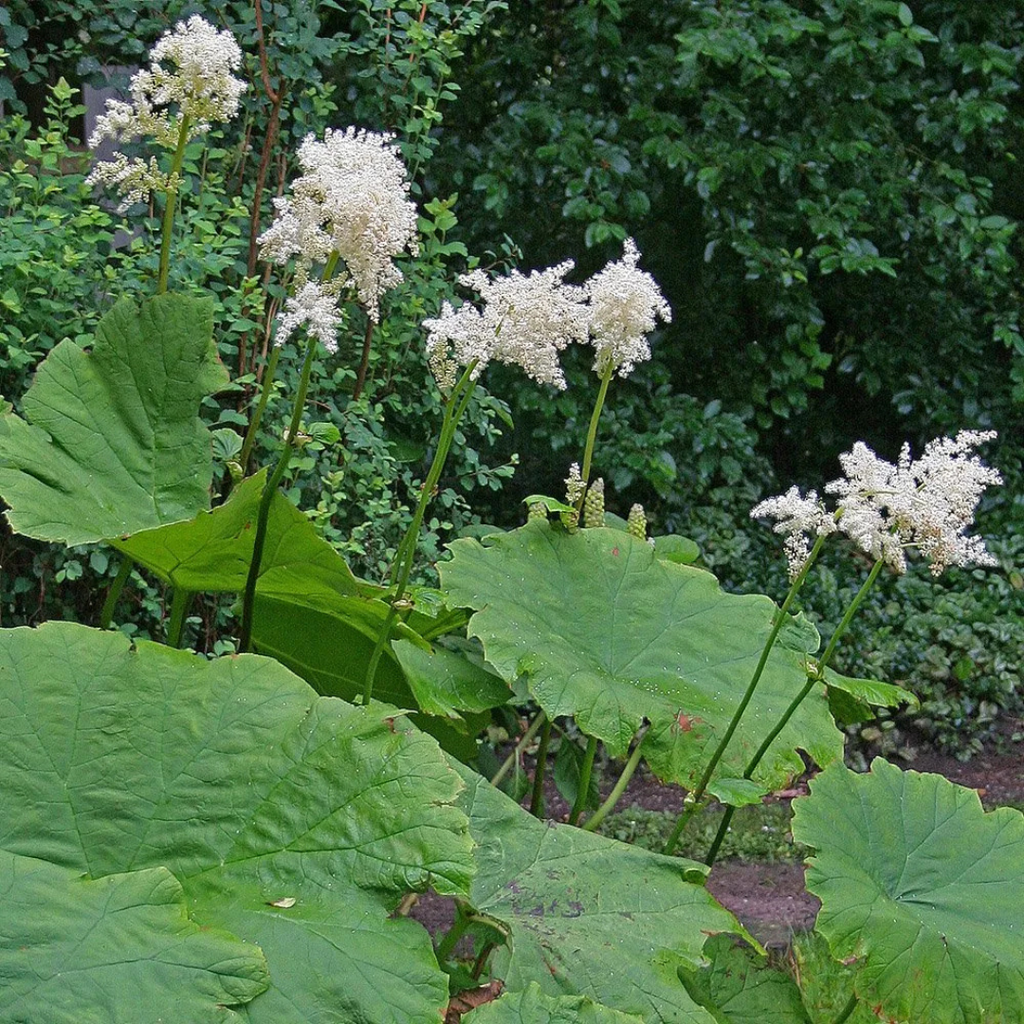 astilboides tabularis plant Astilboides tabularis | Shade-Loving Giant