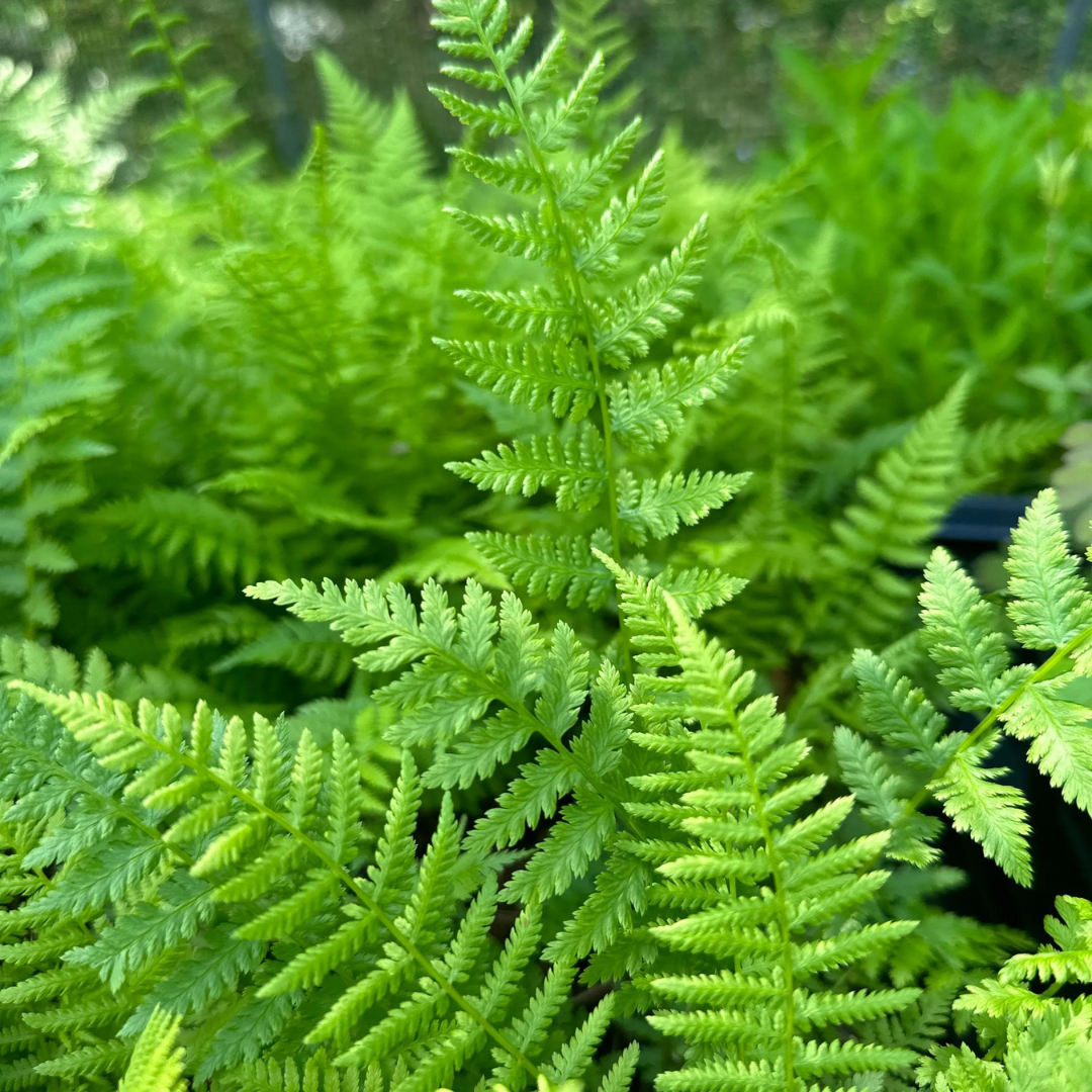 Buy Athyrium 'Lady Fern' | Supreme Ferns – Black Sheep Perennials