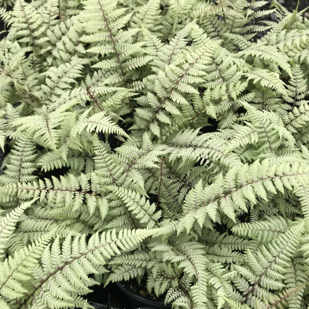 Athyrium niponicum pictum 'Ghost'