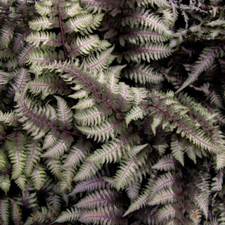 Athyrium 'Regal Red'