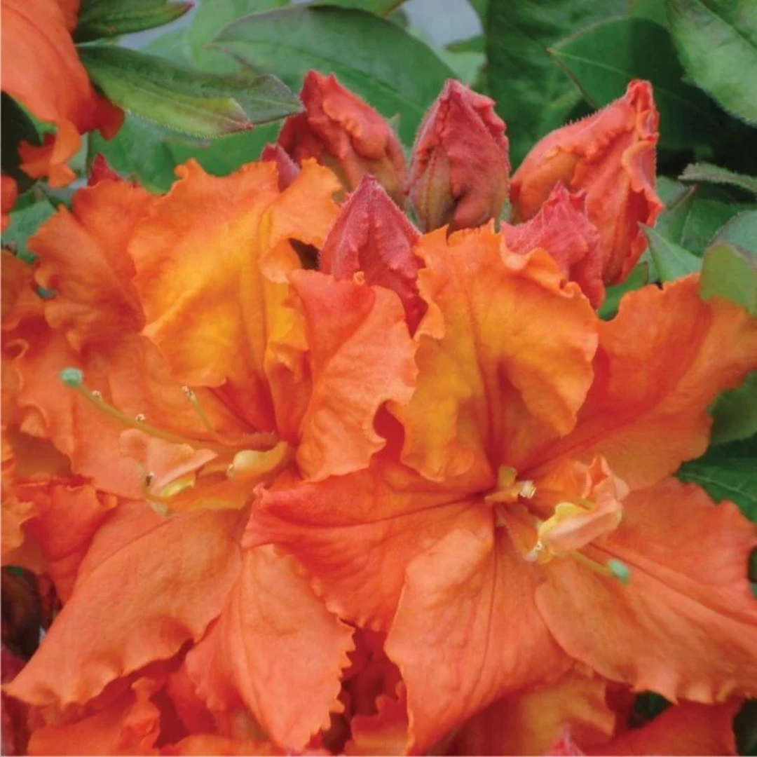 Azalea x 'Gibraltar'