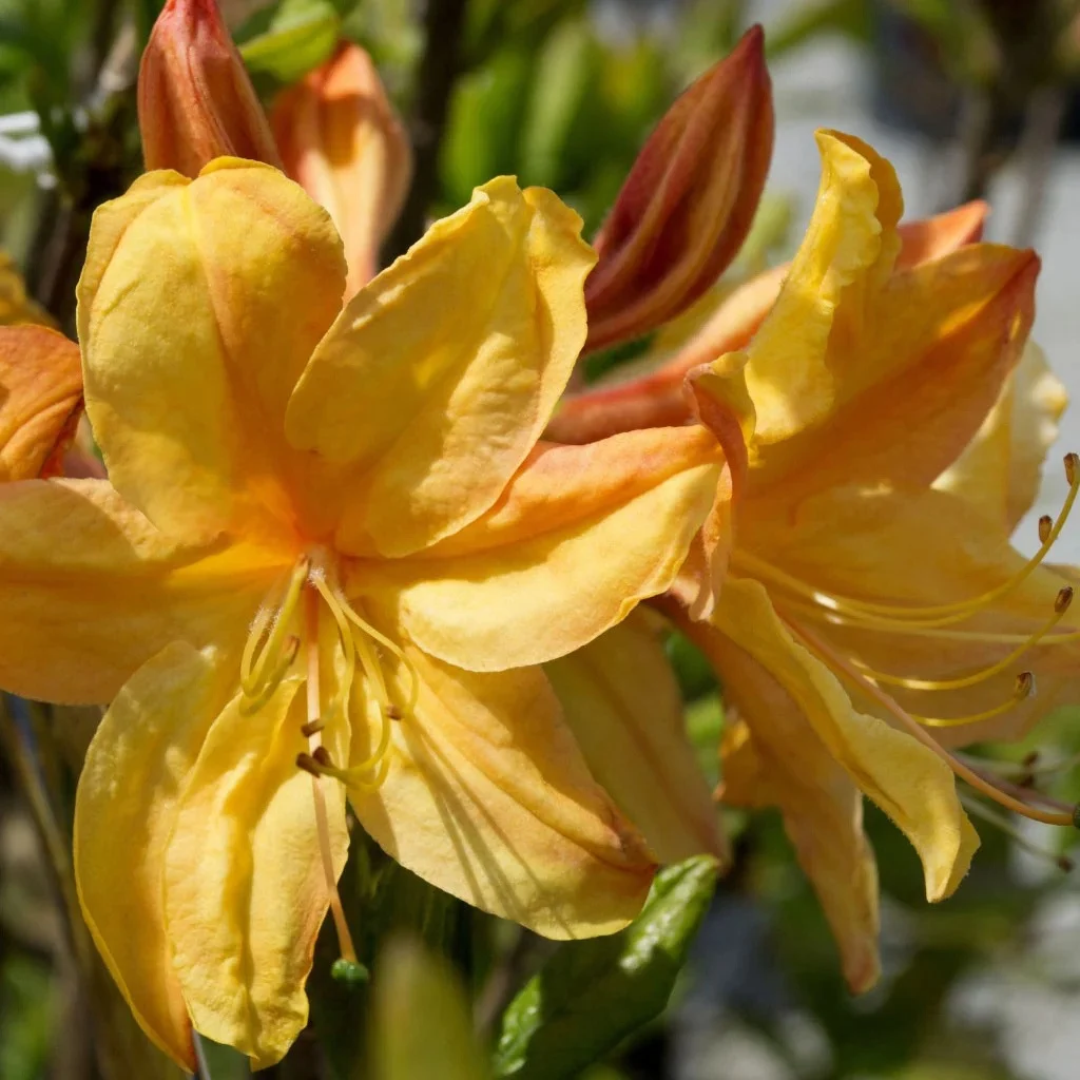 Azalea x 'Golden Lights'