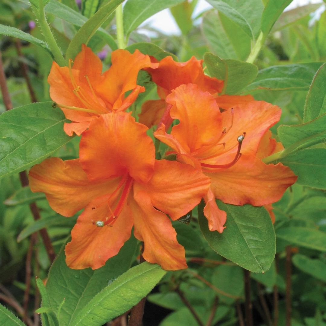 Azalea x 'Mandarin Lights'