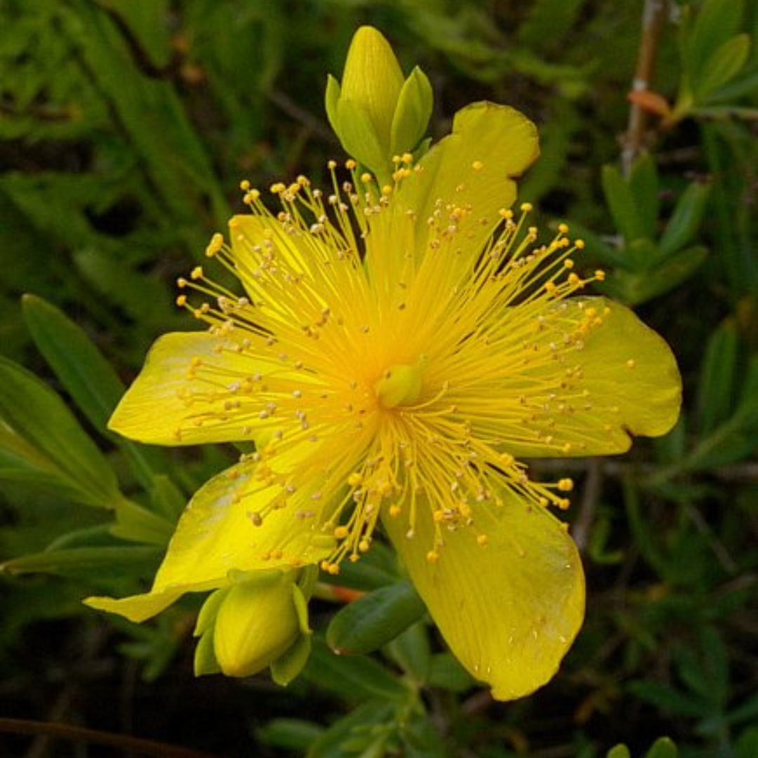 Hypericum kalmianum
