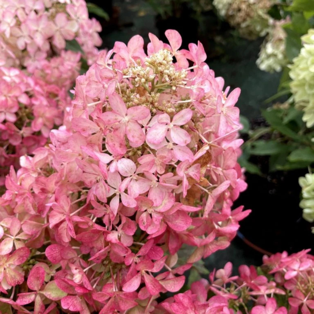 Hydrangea paniculata Hot Sauce™
