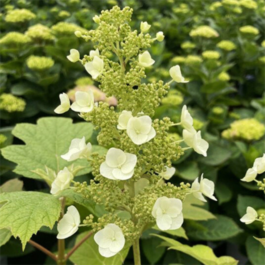 Hydrangea quercifolia Toy Soldier™