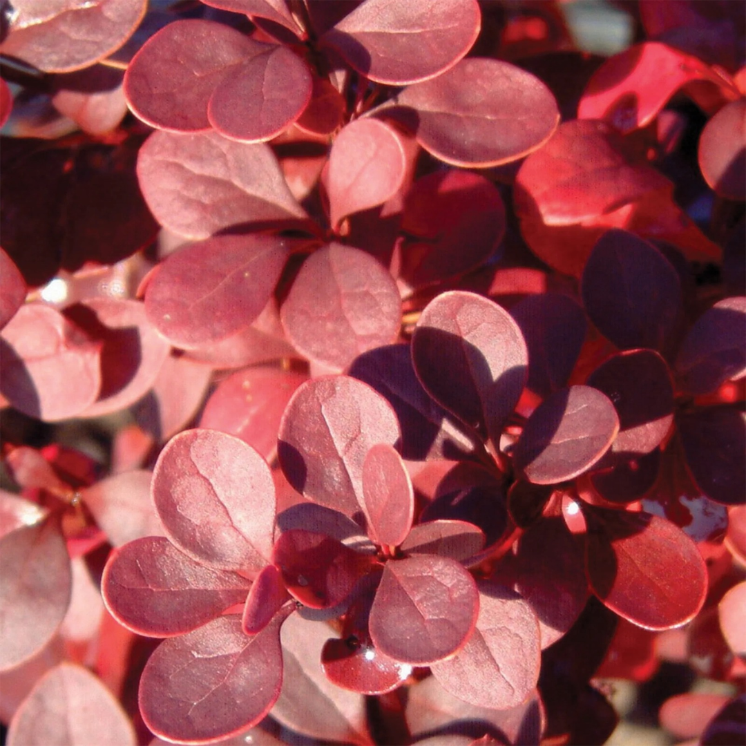 Berberis thunbergii Ruby Carousel®