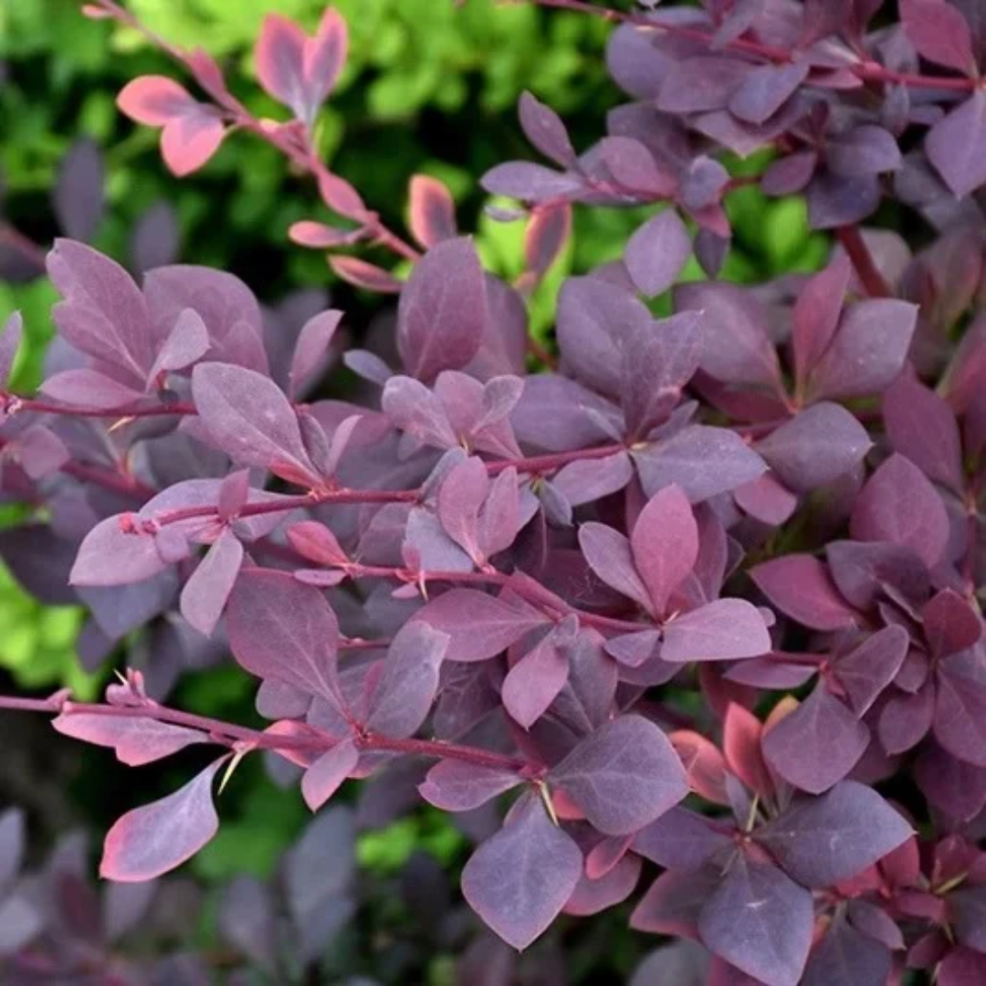 Berberis thunbergii 'Royal Cloak'
