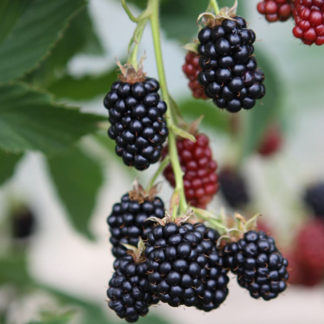 Blackberry x 'Black Satin'