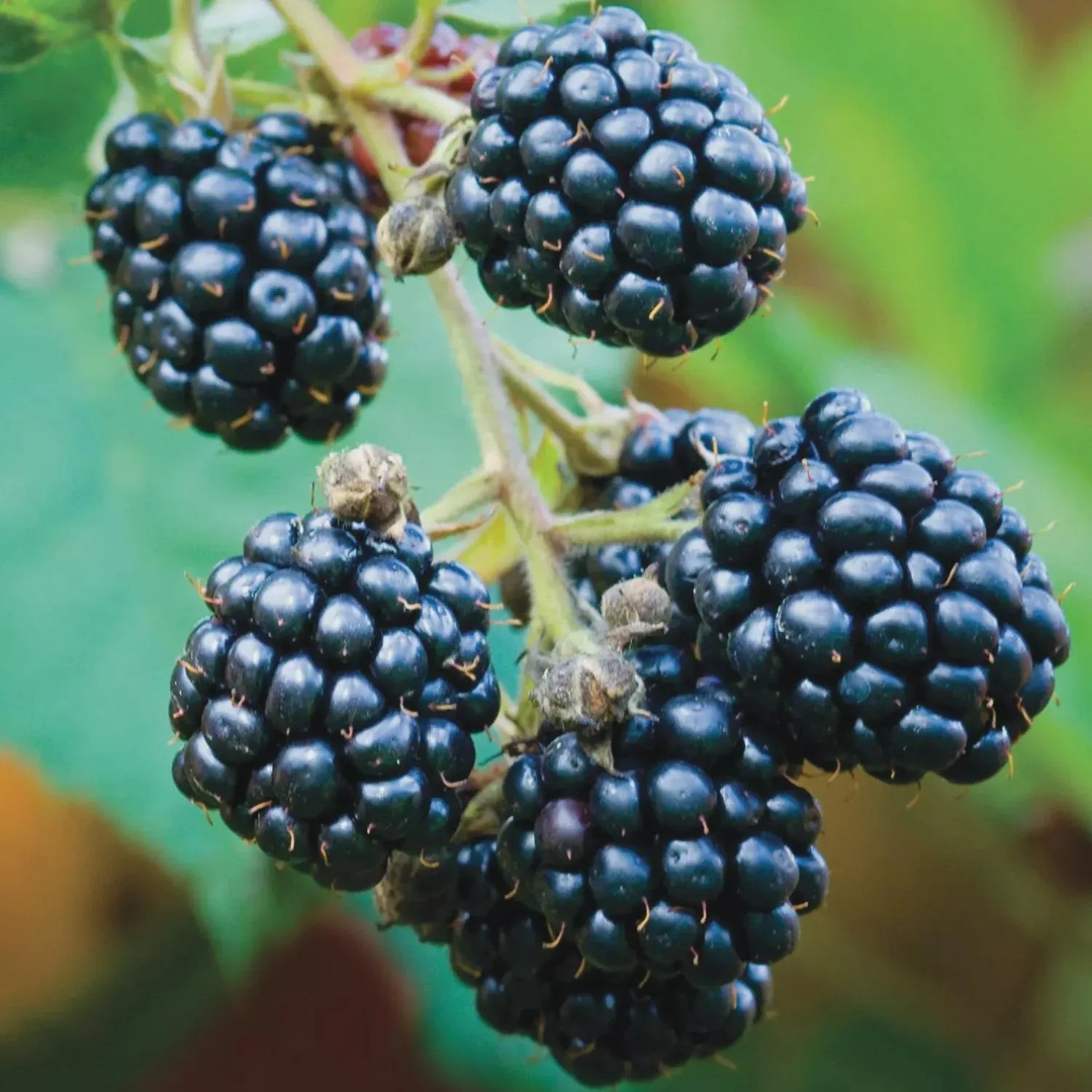 Blackberry x 'Triple Crown'