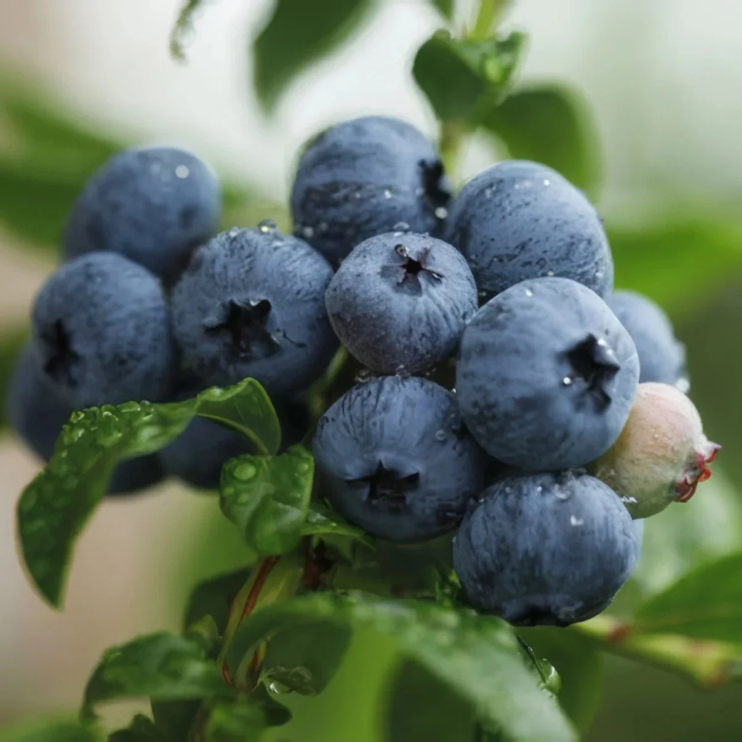 Blueberry x 'Northland'