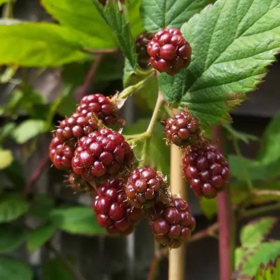 Boysenberry (Rubus ursinus x R. idaeus)