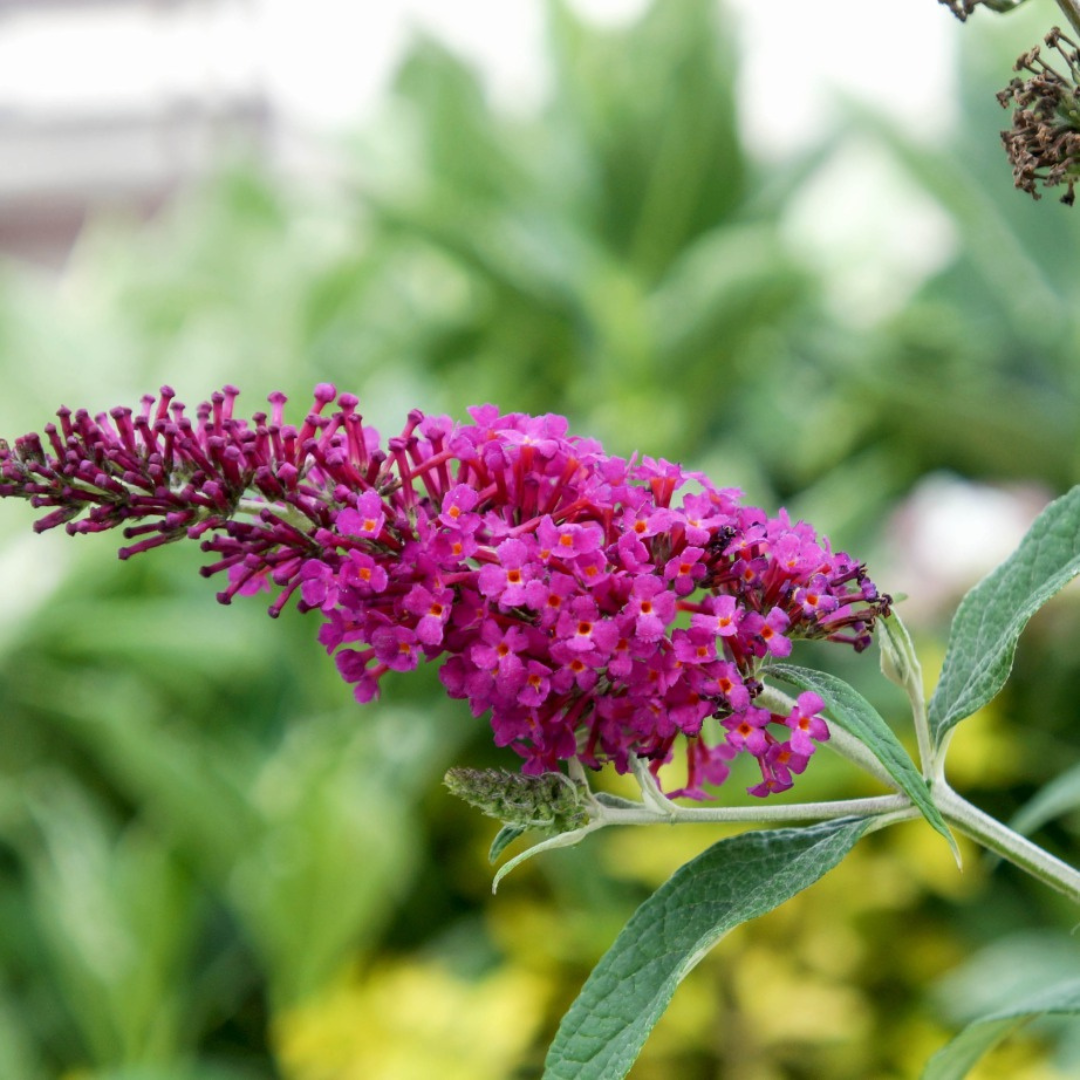 Buddleia ‘Miss Ruby’