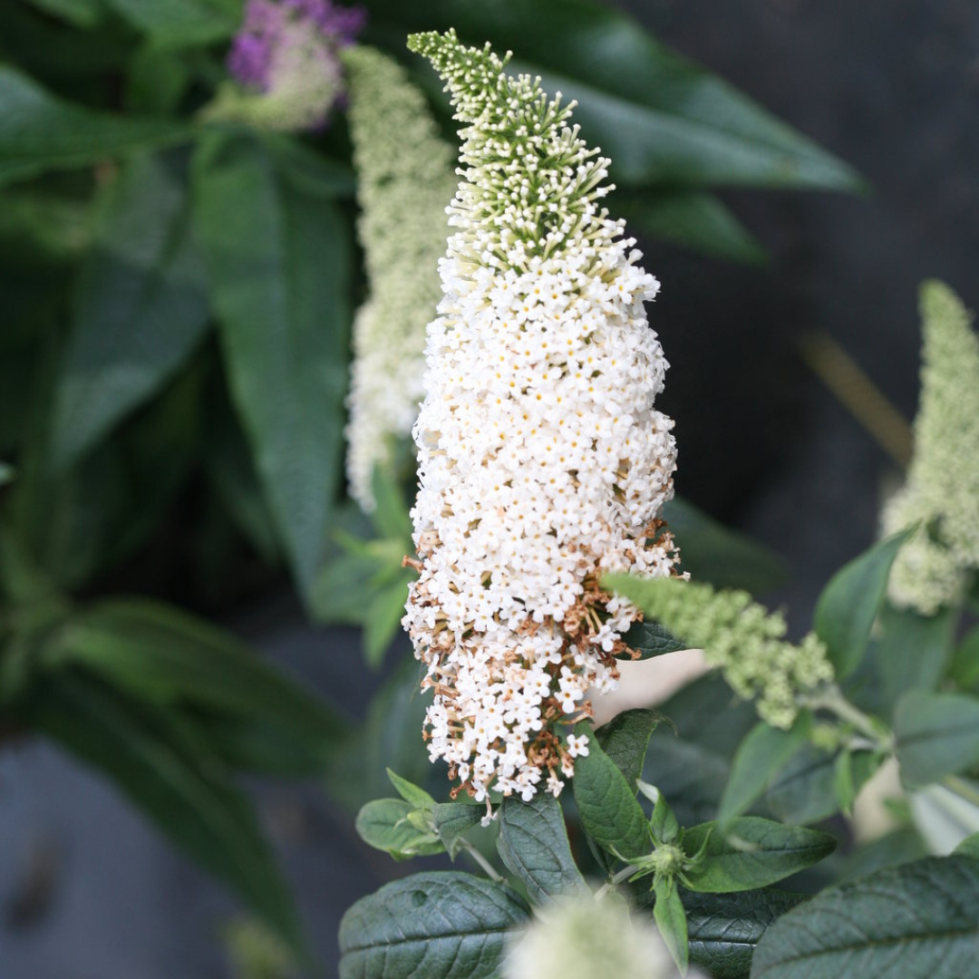 Buddleia ‘Pugster White’