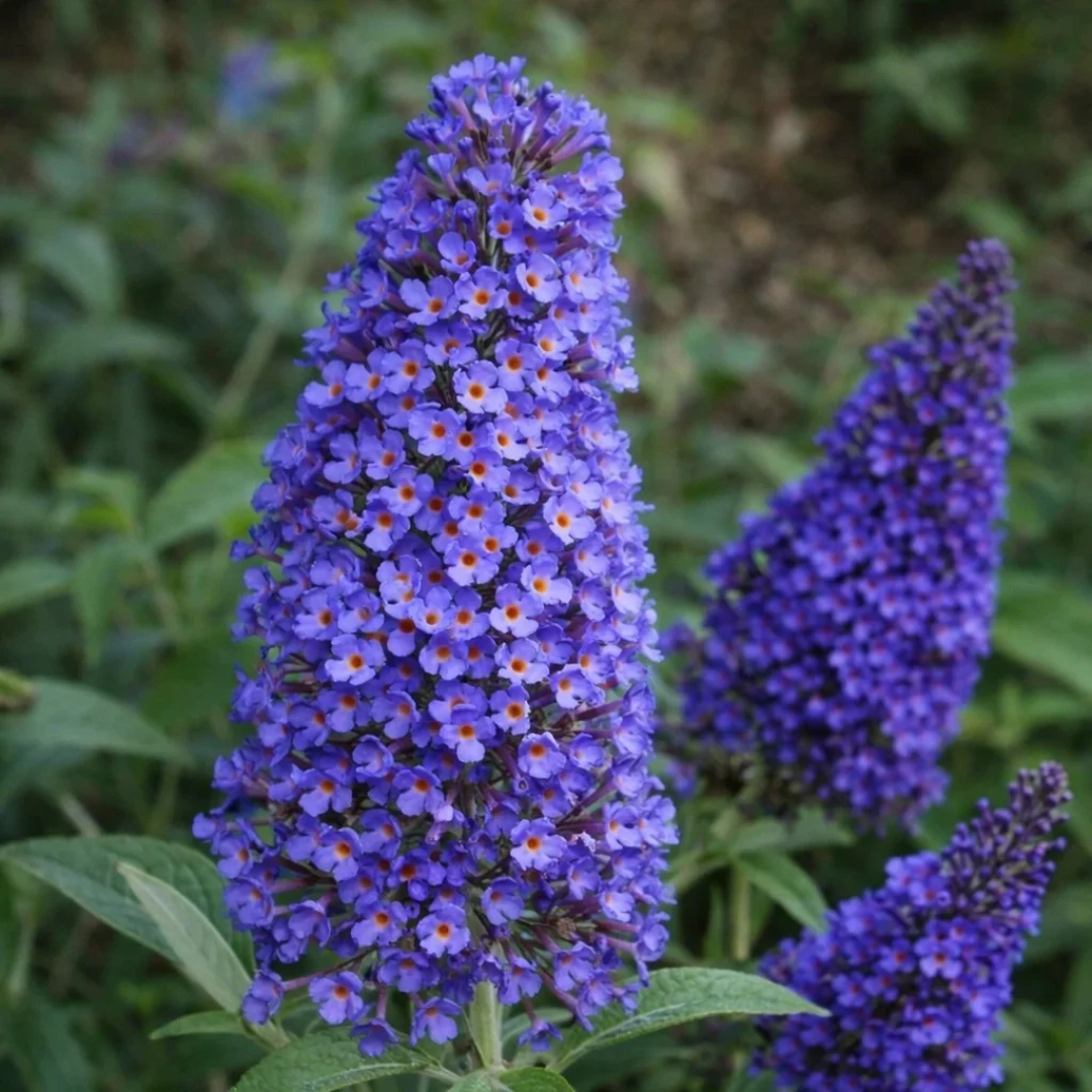 Buddleia davidii 'Ellen's Blue'
