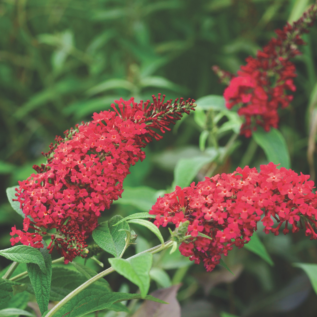 Buddleia davidii 'Royal Red'
