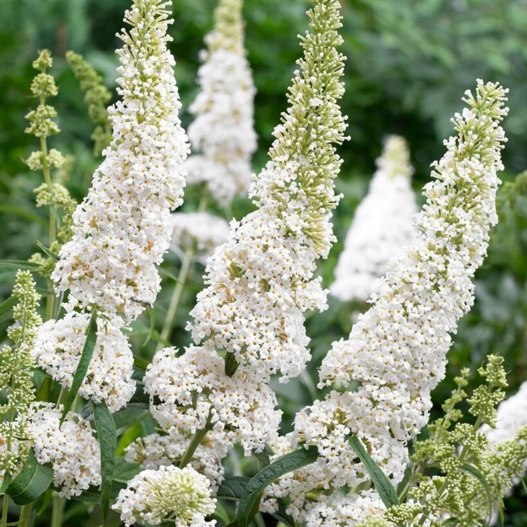 Buddleia davidii 'White Profusion'