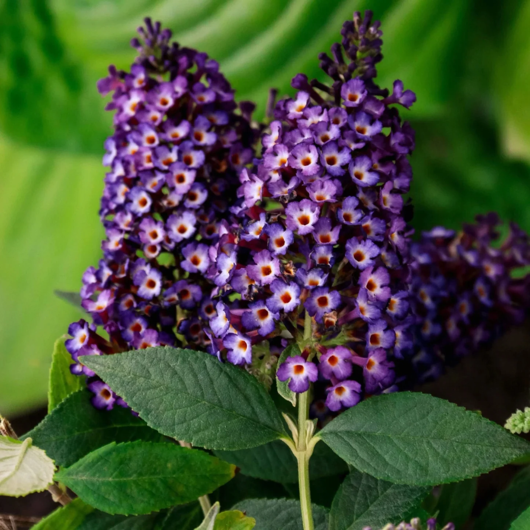 Buddleia x Blueberry Pie™