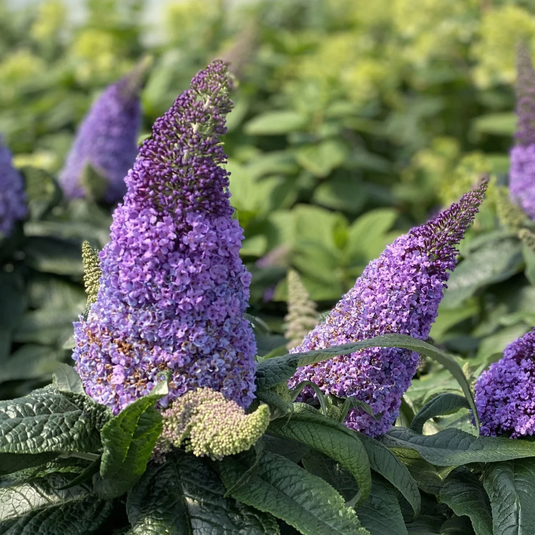 Buddleia x Pugster Amethyst®