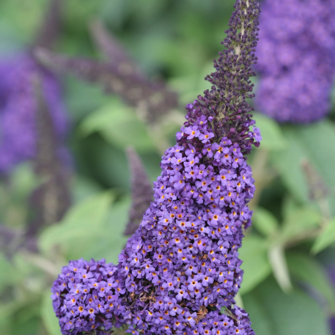 Buddleia x Pugster Blue®