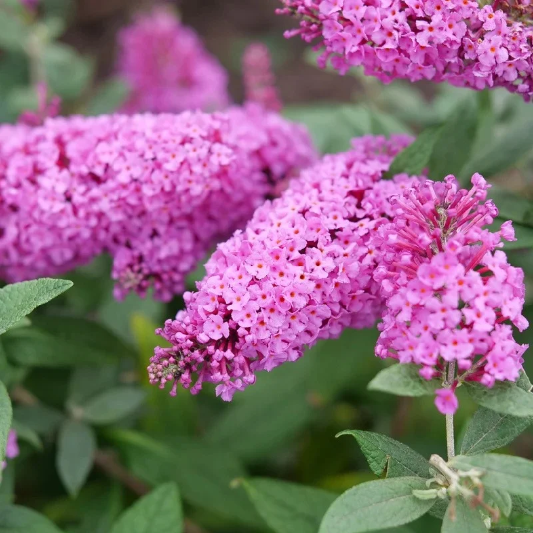 Buddleia x Pugster Pinker®