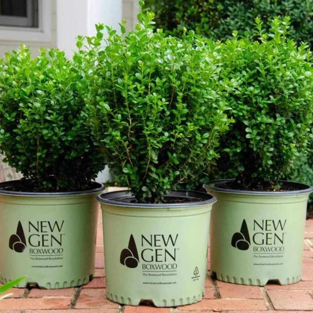 Buxus NewGen Freedom®
