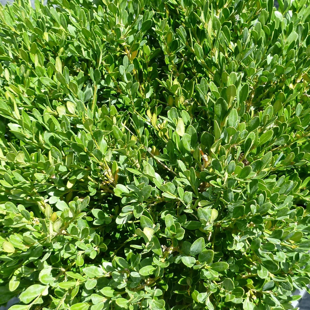 Buxus microphylla 'Pincushion'
