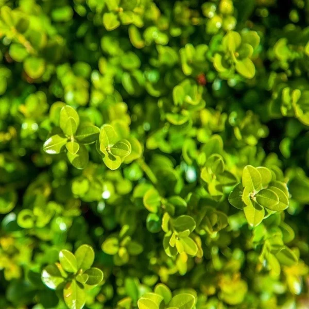 Buxus microphylla 'Winter Beauty'