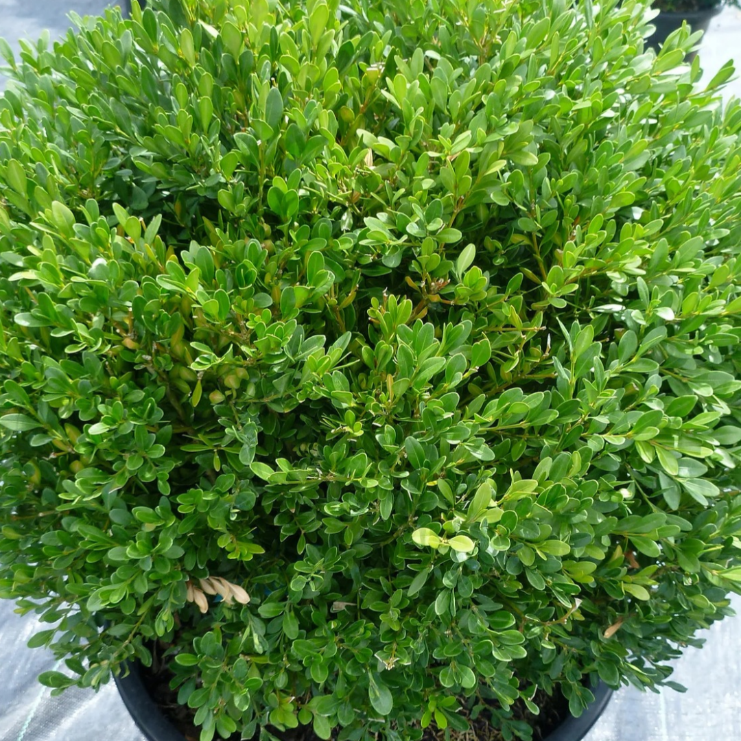 Buxus x 'Green Gem'