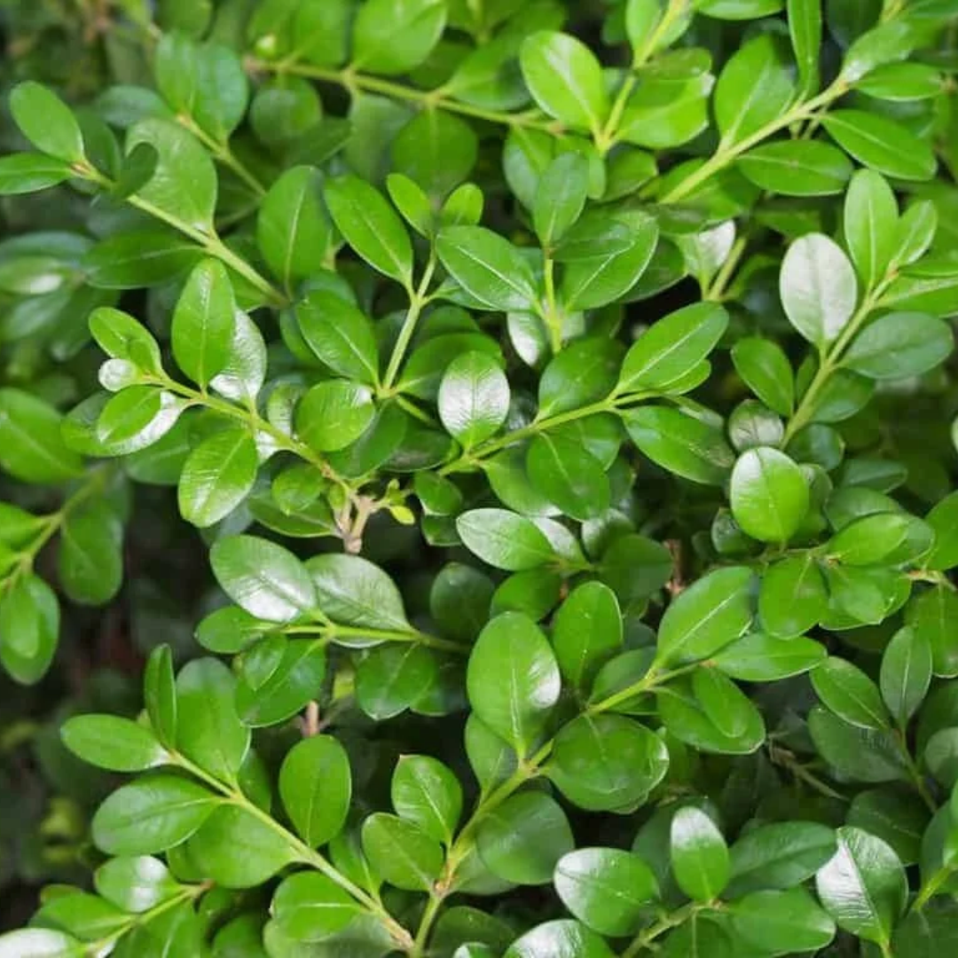 Buxus x 'Green Mountain'