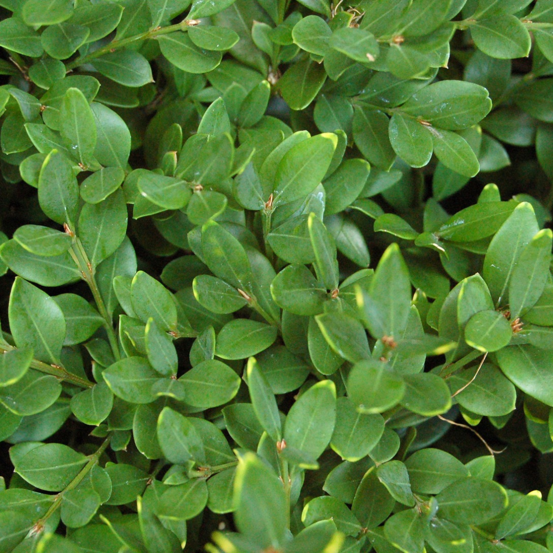 Buxus x 'Green Velvet'