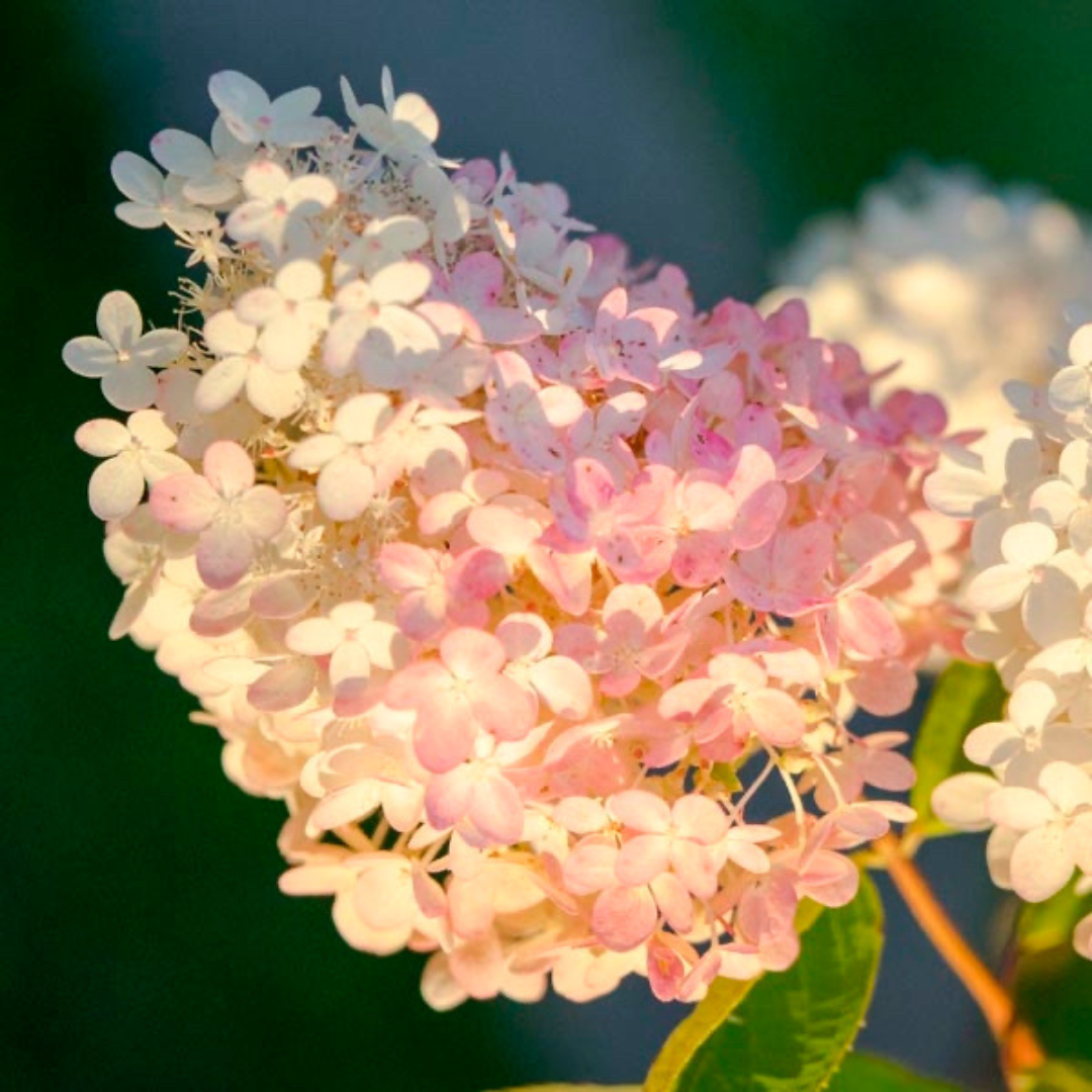Hydrangea paniculata Bokrathirteen ('Sweet Summer')
