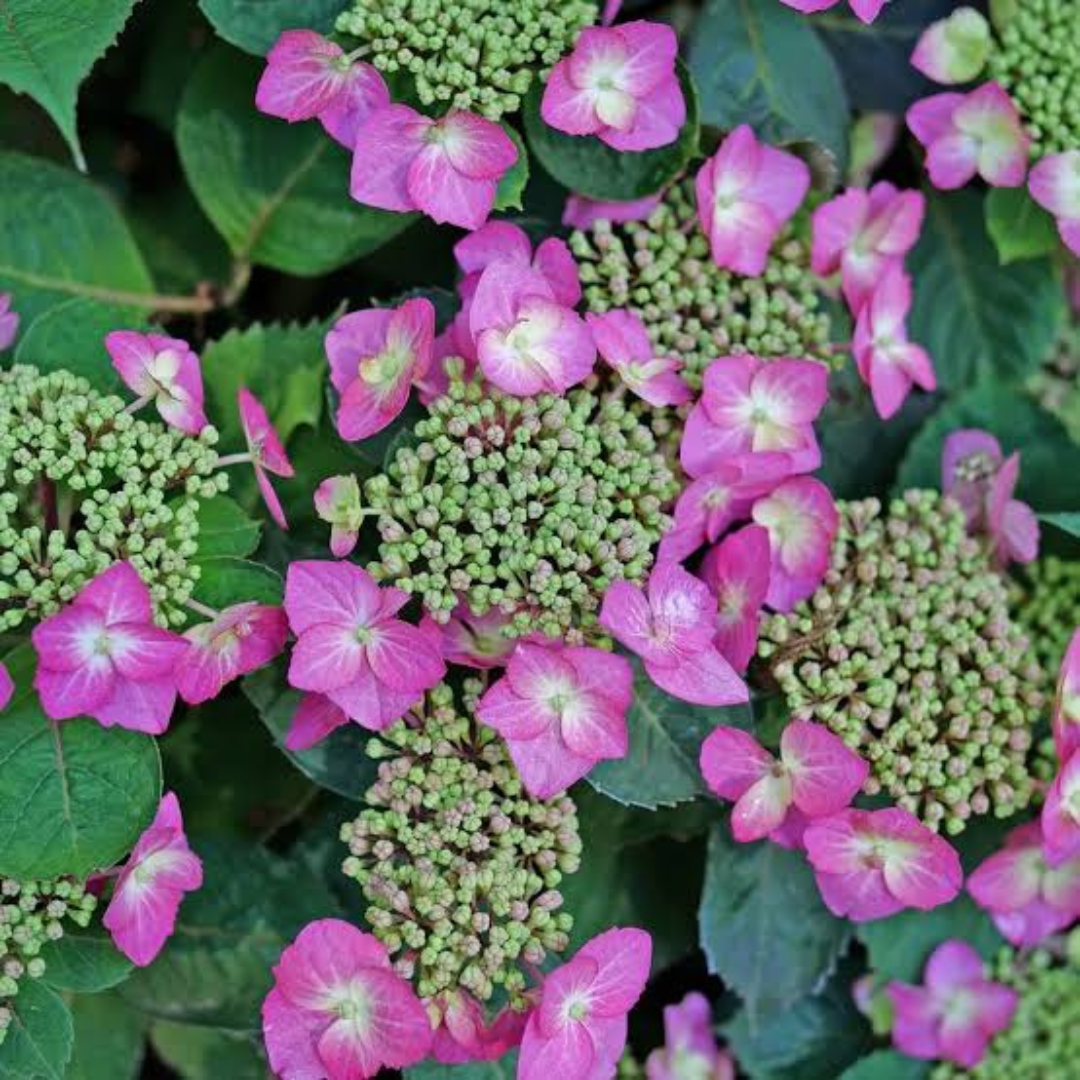Hydrangea serrata Tuff Stuff Top Fun®