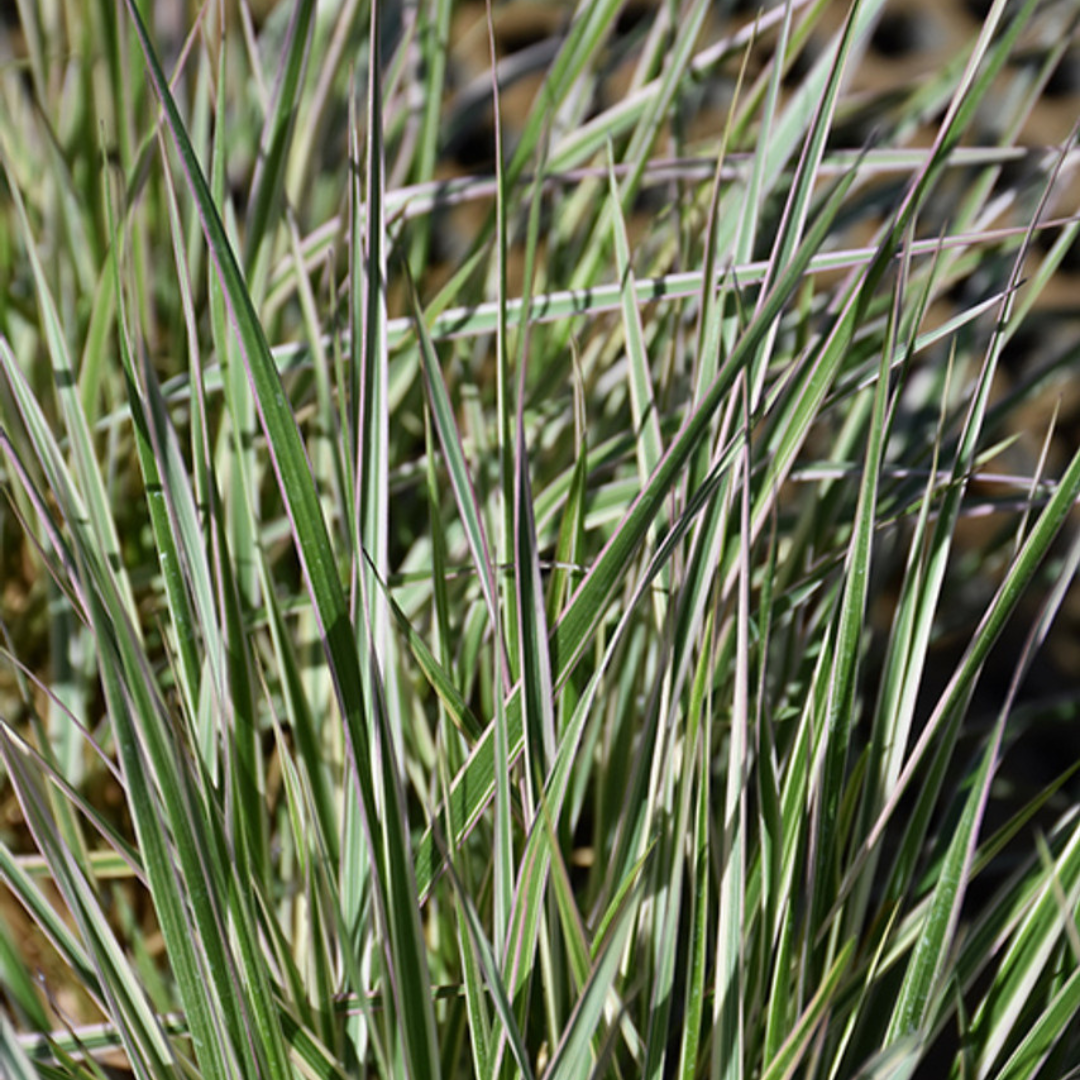 Calamagrostis acutiflora 'Hello Spring'