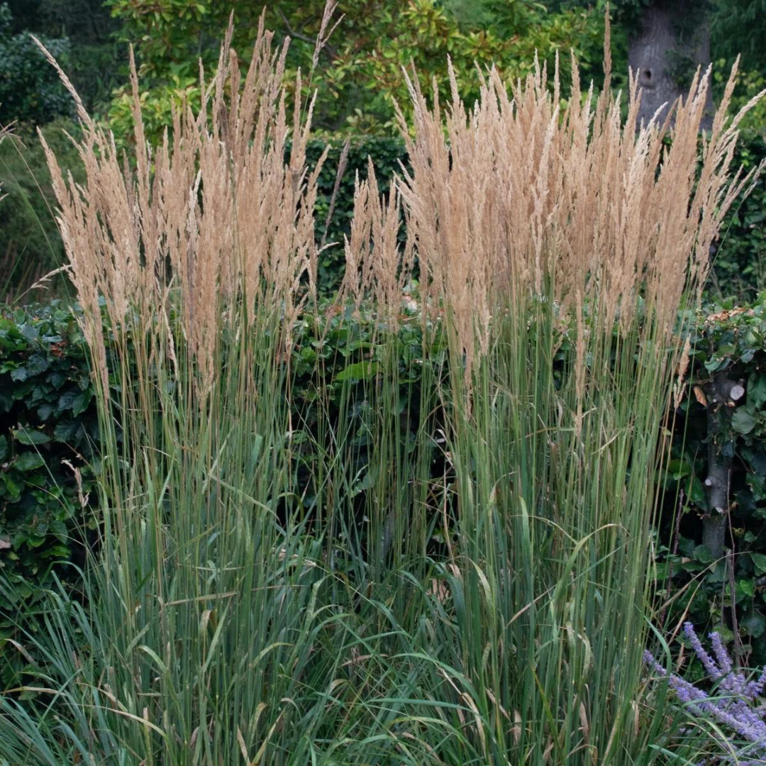 Calamagrostis acutiflora 'Karl Foerster'