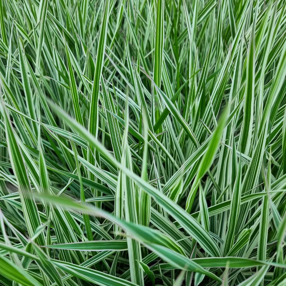 Calamagrostis acutiflora 'Lightning Strike'