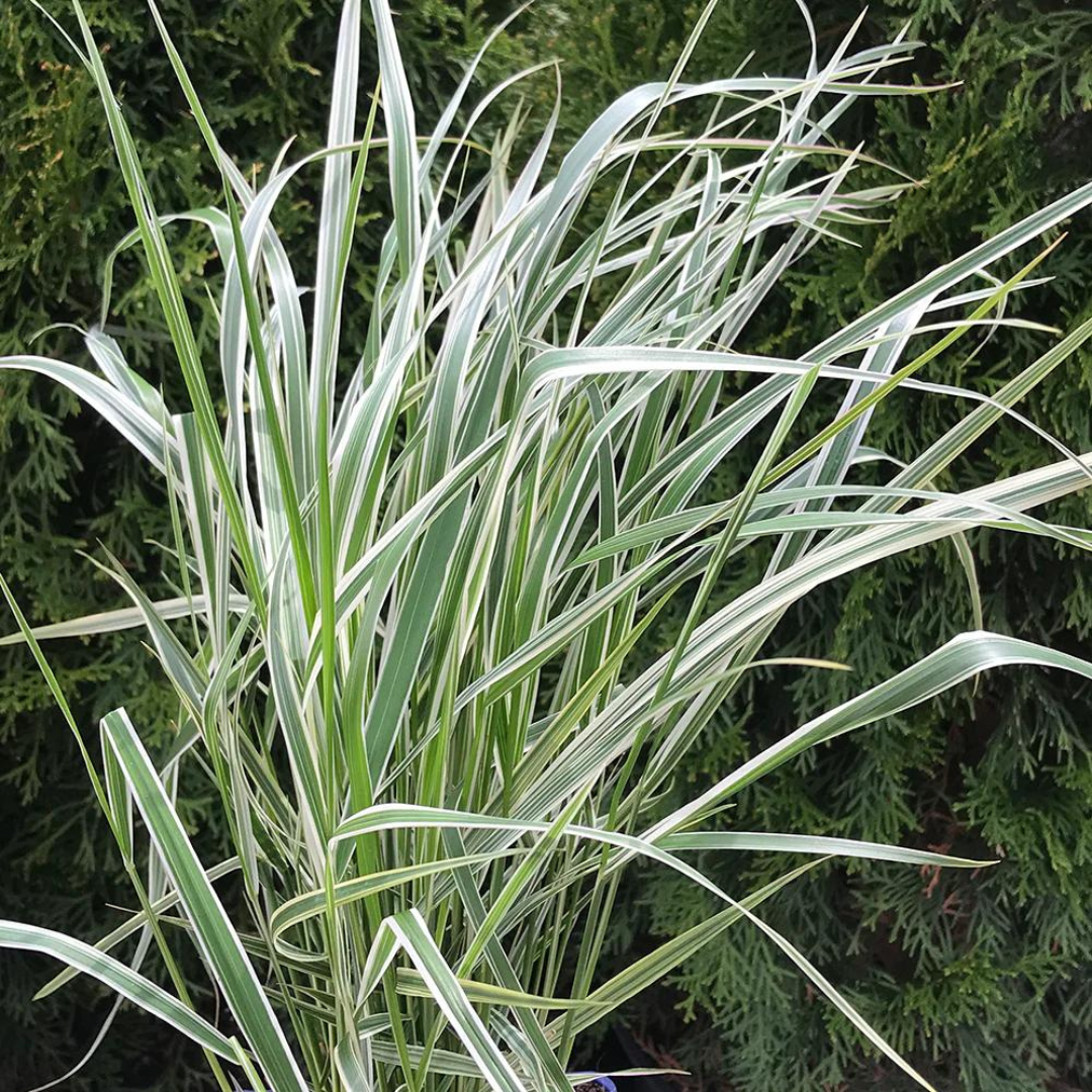 Calamagrostis acutiflora 'Overdam'