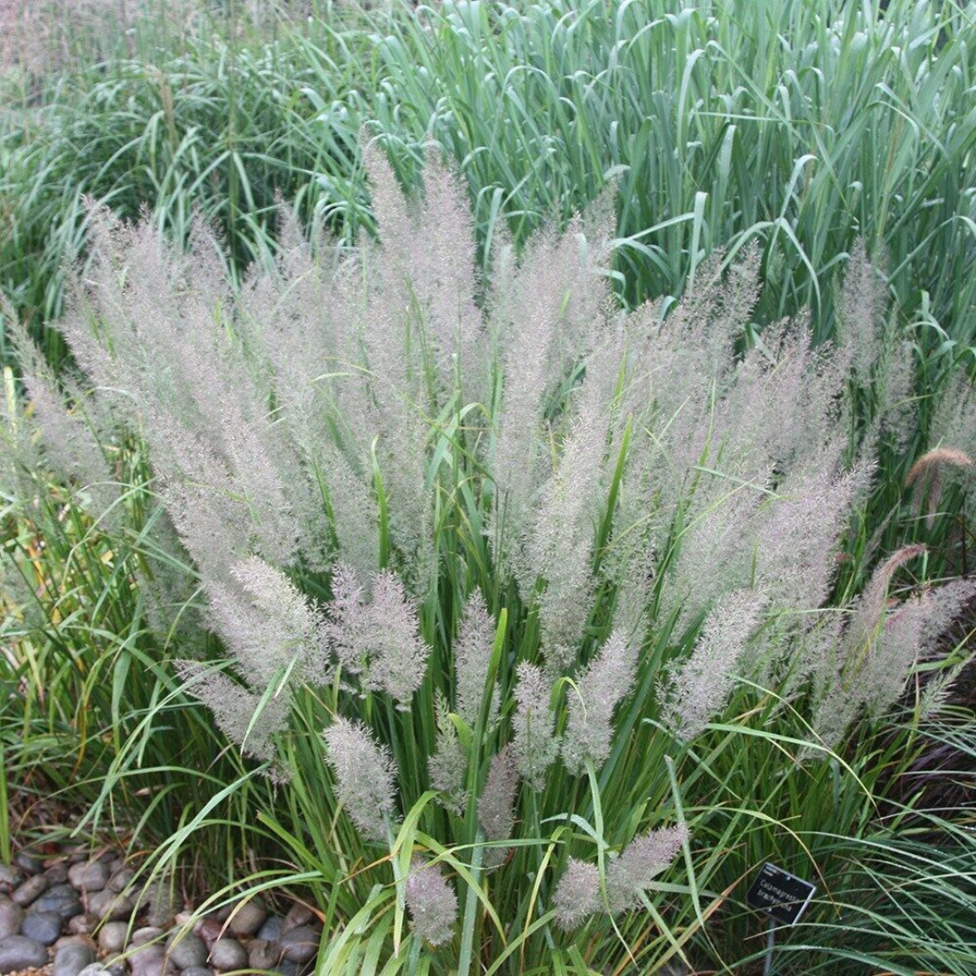 Calamagrostis brachytricha