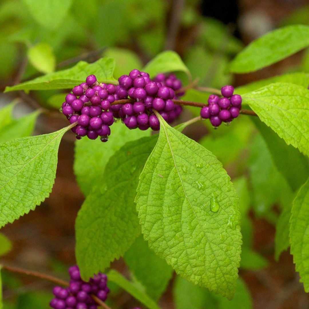 Callicarpa americana
